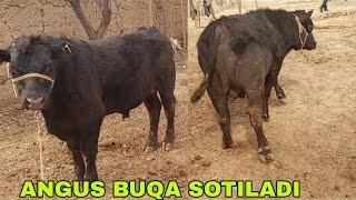 ANGUS BUQA SOTILADI  BOQISH SIRLARI