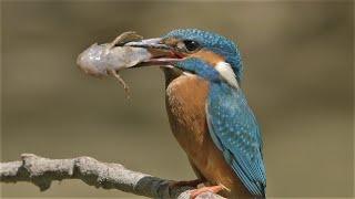 Eisvogel mit grossem Fisch für die Nestlinge / Kingfisher with a large fish for the nestlings