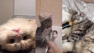 Смешные Коты Tik Tok  Лучшие приколы тик ток Funny cats compilation  Подборка #12