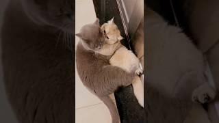 what are you doing#funny #pets #catcomedy #catvideos #cat #kucat #funnyanimal #kucingkita #funnycat