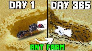 One Year Ago I Got An Ant Queen, This Happened