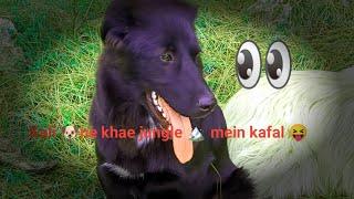 Kali  ne khai kafal bhutiya puppy and baan Gaddi dog #gaddi