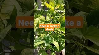 what happens to the plants without a shade | rooftop gardening #new #shortsvideo #shorts #shortvideo