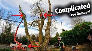 SUPER NASTY Tree Removal on a VERY Busy Street!