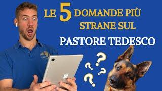 Le 5 domande più strane sui Pastori Tedeschi che i proprietari fanno su Google