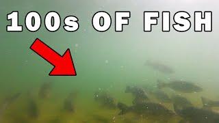 There Were TOO MANY Fish Living By This Water Pipe…