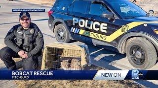 Bobcat rescue