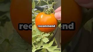 What Are the Easiest Vegetables to Grow in Spring? #shorts