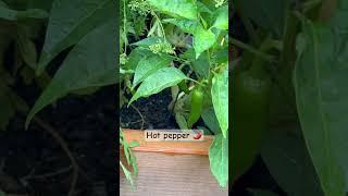 My Kitchen Garden 🪴 #blog #plants #shorts #shortvideo #viral #viralvideo #vlog #usa #garden #fyp