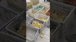 #duck #farmer #duckfarming #factory #animals #shorts