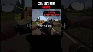 길가다 코끼리 마주했을 때