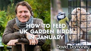 How to care for garden birds in the UK in January