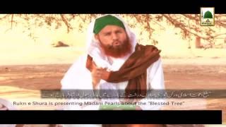 Ziyarat-e-Muqamat-e-Muqaddasa Ep# 30 -  Mubarak Darakht (1)