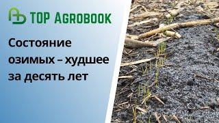 Состояние озимых – худшее за десять лет | TOP Agrobook: обзор аграрных новостей