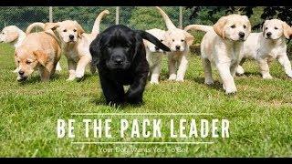 5 golden Rules of Becoming the Pack Leader - Doggy Dan