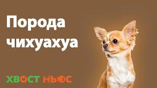 Чихуахуа