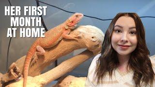 My Bearded Dragons First Month At Home! | Feeding, Bathing, Pooping And More