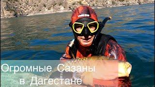 ОГРОМНЫЕ САЗАНЫ На Подводной Охоте - Залёжке Дала Свои Плоды в Даг......