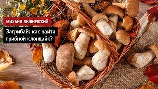 Михаил Вишневский. Загрибай: как найти грибной клондайк?