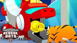 Transformers: Rescue Bots | Dinobot VS Tiger  | FULL Episode | Kids Cartoon | Transformers Junior