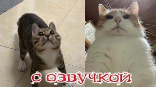 Приколы с котами! Смешные коты! С ОЗВУЧКОЙ! Самые Смешные Животные! РЖАКА!