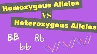 Homozygous vs Heterozygous Alleles | Punnet Square Tips