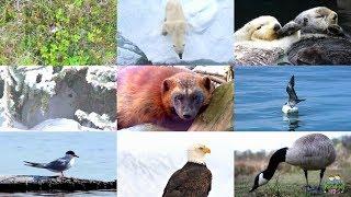 Arctic Animals for Children: pronunciation in English (with videos)