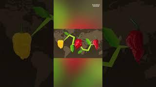 Ed Curry created the #carolinareaper by breeding a #ghostpepper and a #habeneropepper.