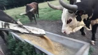 Feeding Bucking Bulls on Berry Ranch! Monster Bull