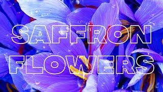 [Free] Melody Loop Kit 2021 - "Saffron Flowers" (Sahbabii, Mayot, Yung Bans)