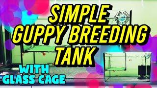 HOW TO SETUP A SIMPLE GUPPY BREEDING TANK | WITH GLASS CAGE | DRIP BY VNCI