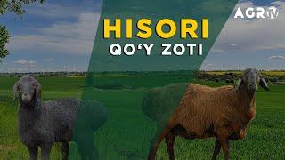 HISORI QO'Y ZOTI #ChorvaZotlari