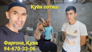 Қуён сотиш. 1та Стракач Тошкентга, 1та бартер Шахрихон.