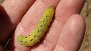 PLAGAS AGRÍCOLAS 1: "NOCTUA PRONUBA" / Gusano gris / Rosquilla de la acedera / Malduermes