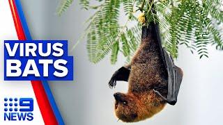 Urgent warning issued after bat found with Lyssavirus | 9 News Australia