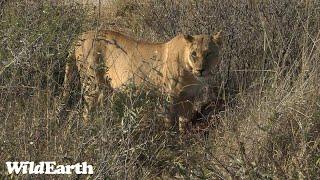 WildEarth - Sunrise Safari - 12 May 2023