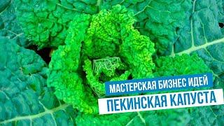 Выращивание пекинской капусты. Бизнес идея с нуля с минимальными вложениями