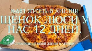 12 дней, как мы привезли в дом Люси. Щенок чихуахуа. Приступы гнева и другое. №681 Жизнь в Англии