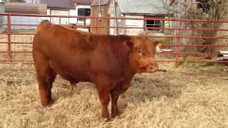 Mar-Lyn Ranch Commercial Red Angus Bull 758  SOLD!