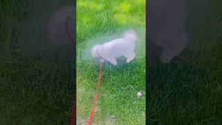 # TIME FOR PASCUALE POOPING# AWESOME SHORT YT POST# FANTASTIC YT VIRAL VIDEO WOW #@ 
