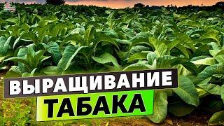 Выращивание табака или как вырастить табак