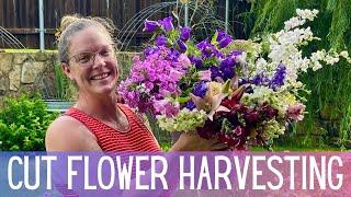 Can You BELIEVE I Grew These? Harvesting Cut Flowers In The Rain  || Cut Flower Garden