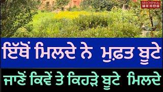 ਮੁਫਤ ਬੂਟੇ ਇੱਥੋਂ ਮਿਲਦੇ , ਜਾਣੋਂ ਕਿਹੜੇ ਬੂਟੇ ,ਕਿਵੇਂ, ਤੇ ਕਿੰਨੇ ਮਿਲਦੇ ਪੰਜਾਬ free plants how मुफ़्त पौधे