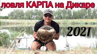 ловля карпа на горох!!! Как ловить карпа, сазана на диком водоеме, дикаре!!!