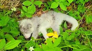 Young Couple Saves Crying Baby Fox. You Won't Believe What Happens Next