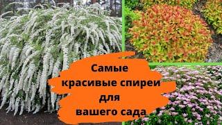 Самые красивые СПИРЕИ, которые украсят любой сад