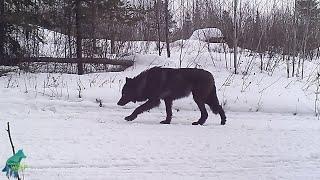 Stunning rare black wolf in northern Minnesota