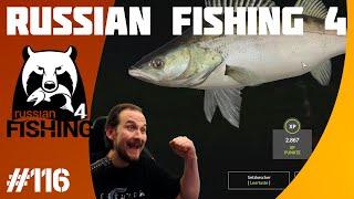 Russian Fishing 4 #116 Zander an der Sura