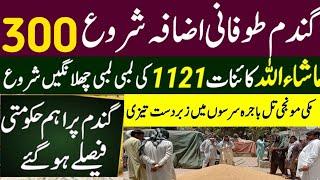 گندم کی تازہ ترین قیمتیں Wheat price in punjab/گندم  کا ریٹ 2024/ makki till sarso/Gallasuper munji