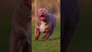 Small To Big Animals Transformation Amazing Growth baby Pitbull Lion And Gorilla #animals #shorts